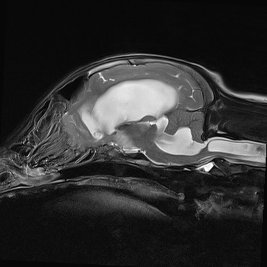 MRI scan of a 5 month old Border Collie puppy with hydrocephalus at Fitzpatrick Referrals