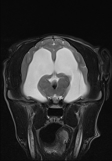 MRI scan of a 5-month-old Border Collie puppy with hydrocephalus at Fitzpatrick Referrals MRI scan of a 5 month old Border Collie puppy with hydrocephalus at Fitzpatrick Referrals