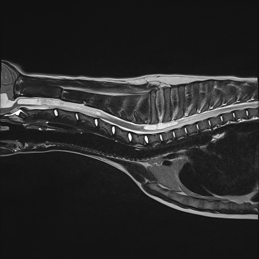 MRI scan of a 5-month-old puppy's spine pre-surgery showing syringomyelia (fluid-filled cavities)