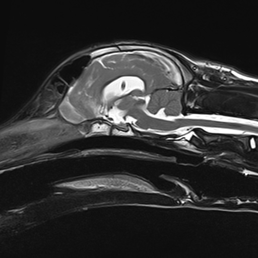 MRI scan of 6-month-old puppy's brain 5 weeks after surgery for hydrocephalus & having a ventricular to peritoneal shunt fitted