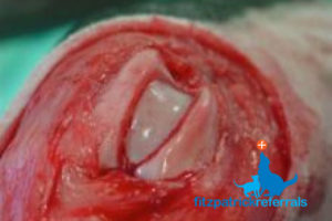 'Recession Sulcoplasty' procedure for the management of patellar luxation - Fitzpatrick Referrals Orthopaedics and Neurology