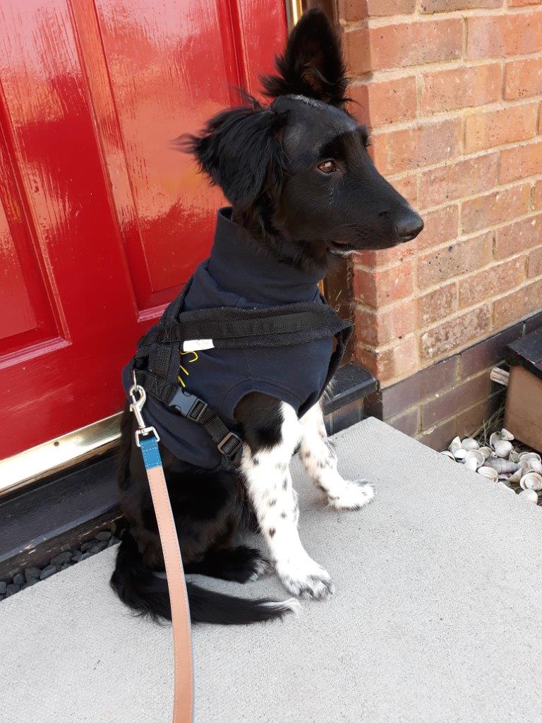 5 month old Border Collie puppy 8 days after brain surgery for hydrocephalus at Fitzpatrick Referrals