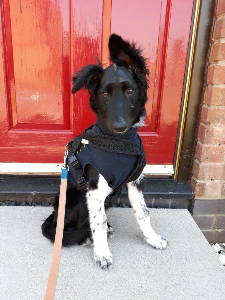 5 month old Border Collie puppy 8 days after brain surgery for hydrocephalus at Fitzpatrick Referrals