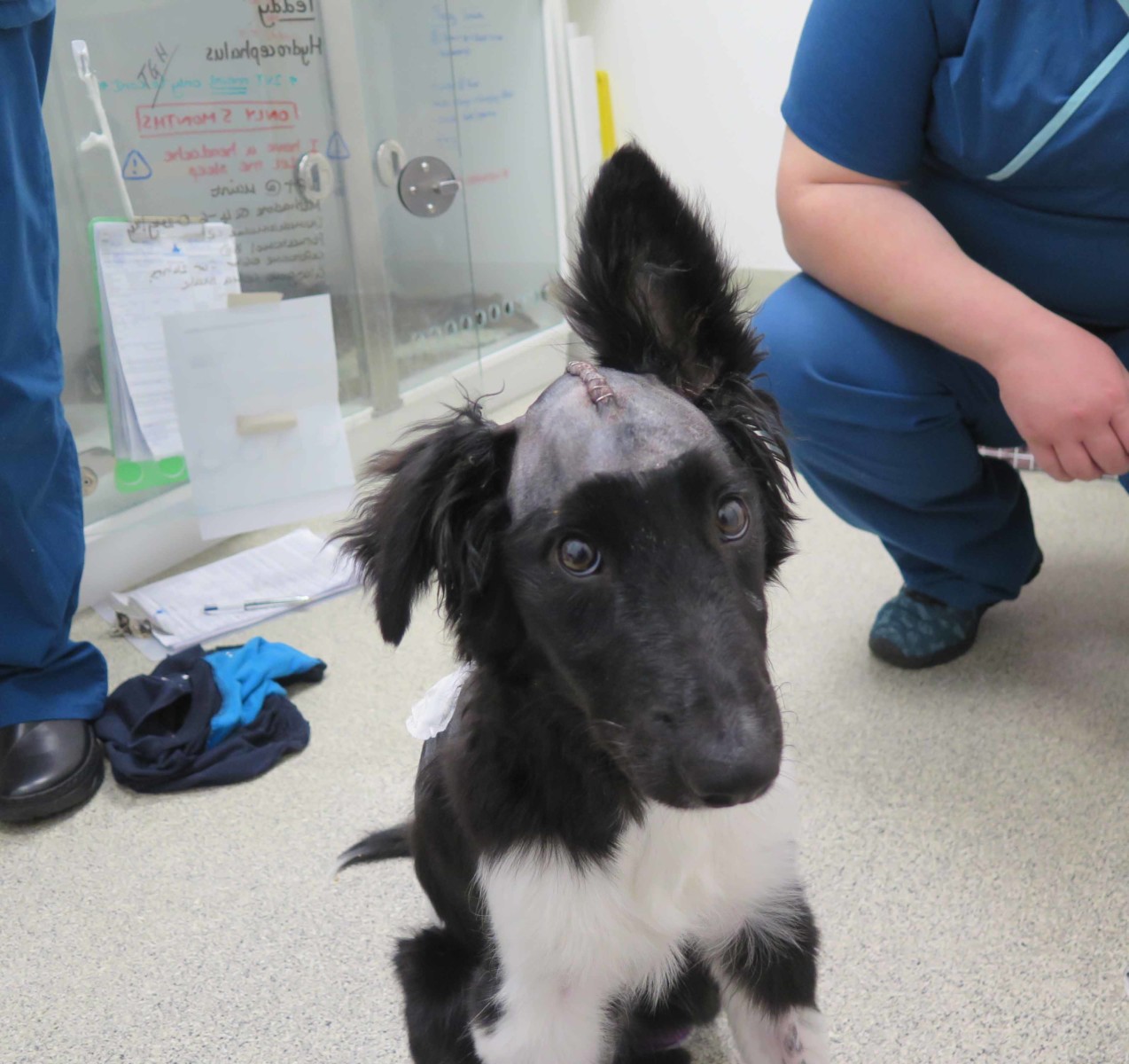 5-month-old Border Collie puppy after brain surgery for hydrocephalus at Fitzpatrick Referrals