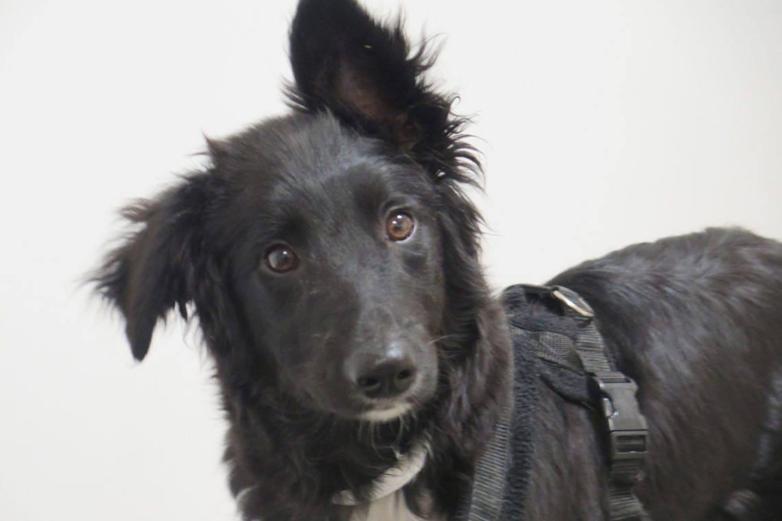 5-month-old Border Collie puppy with hydrocephalus and syringomyelia at Fitzpatrick Referrals Orthoaedics and Neurology