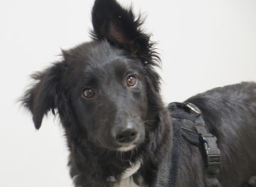 5-month-old Border Collie puppy with hydrocephalus and syringomyelia at Fitzpatrick Referrals Orthoaedics and Neurology