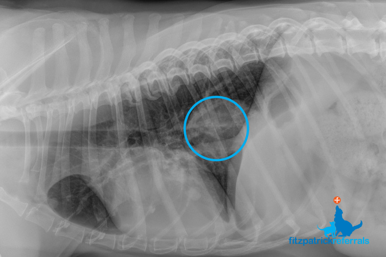X-ray showing English Springer Spaniel patient's metastatic pulmonary cancer - Fitzpatrick Referrals