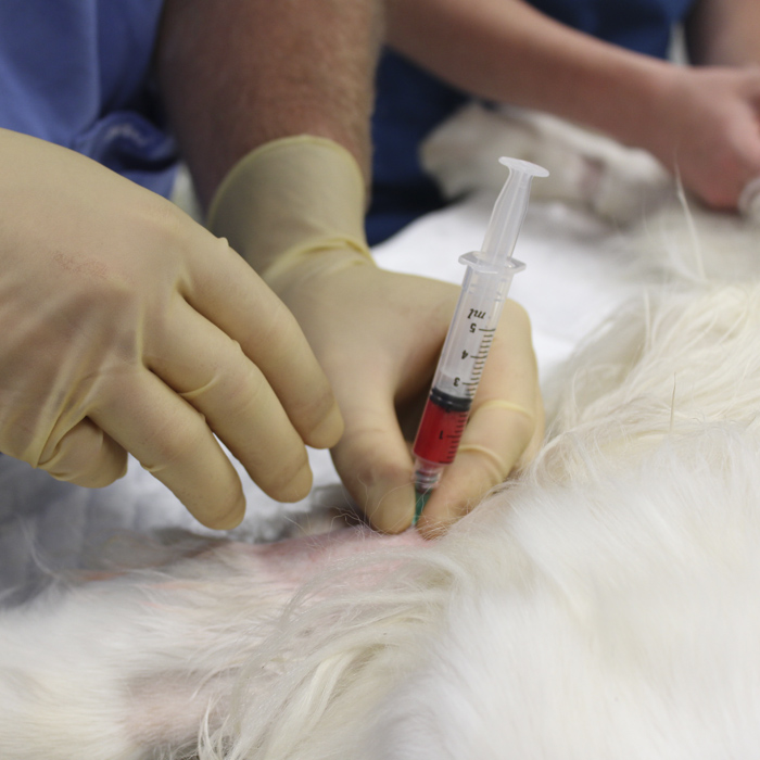 A dog having stem cell therapy at Fitzpatrick Referrals' Osteoarthritis Clinic. Dog having stem cell therapy at Fitzpatrick Referrals Osteoarthritis Clinic