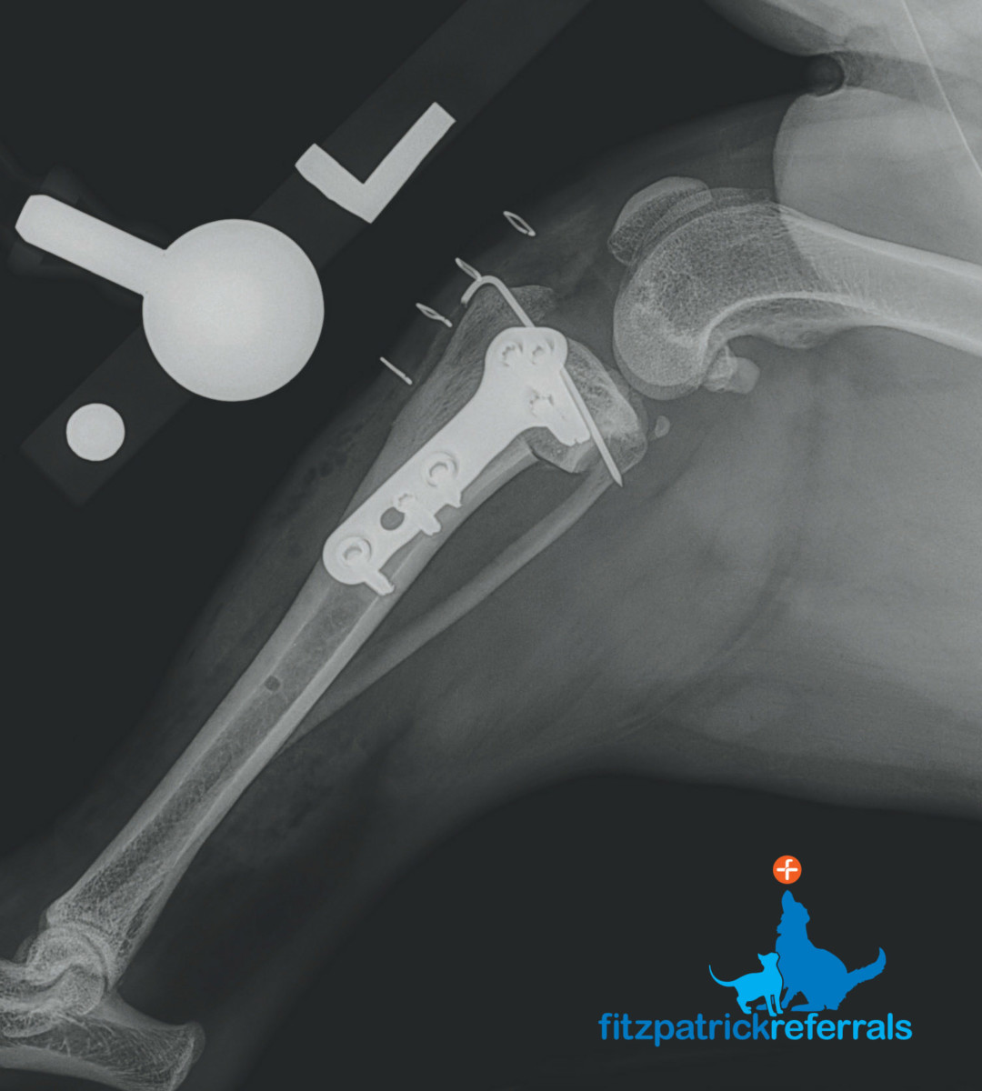 Post-op radiograph of Teddy’s left tibiae following TPLO surgery at Fitzpatrick Referrals Post-op radiograph of a dog's left tibiae following TPLO surgery at Fitzpatrick Referrals