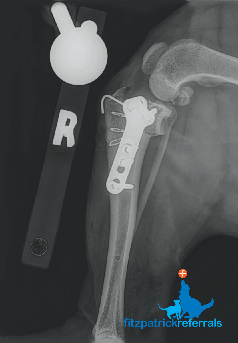 Post-op radiograph of a dog's right tibiae following TPLO surgery at Fitzpatrick Referrals