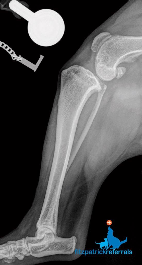 Radiograph of Teddy’s left hind limb showing an increased intra-articular opacification with compression of the infrapatellar fat pad and caudal bulging of the subgastrocnemius fascial plane consistent with synovial inflammation and effusion. Radiograph of a dog's left hind limb with cruciate ligament disease at Fitzpatrick Referrals