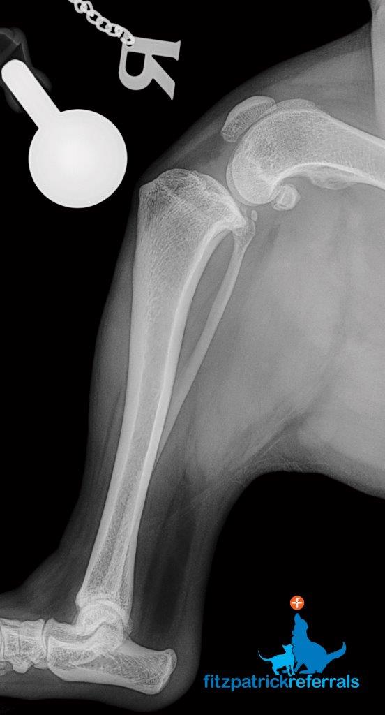 Radiograph of a dog's right hind limb with cruciate ligament disease at Fitzpatrick Referrals