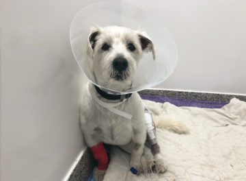 Patient Teddy 3 days after TPLO surgery at Fitzpatrick Referrals Orthpaedics and Neurology