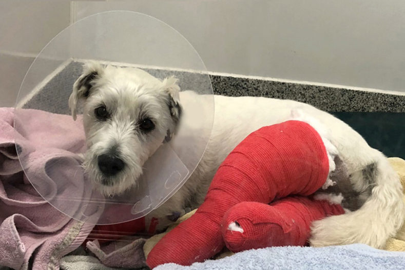 West Highland White Terrier recovering in a kennel after TPLO surgery at Fitzpatrick Referrals