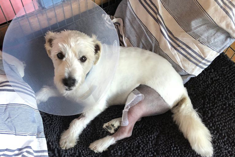 West Highland White Terrier recovering at home after TPLO surgery