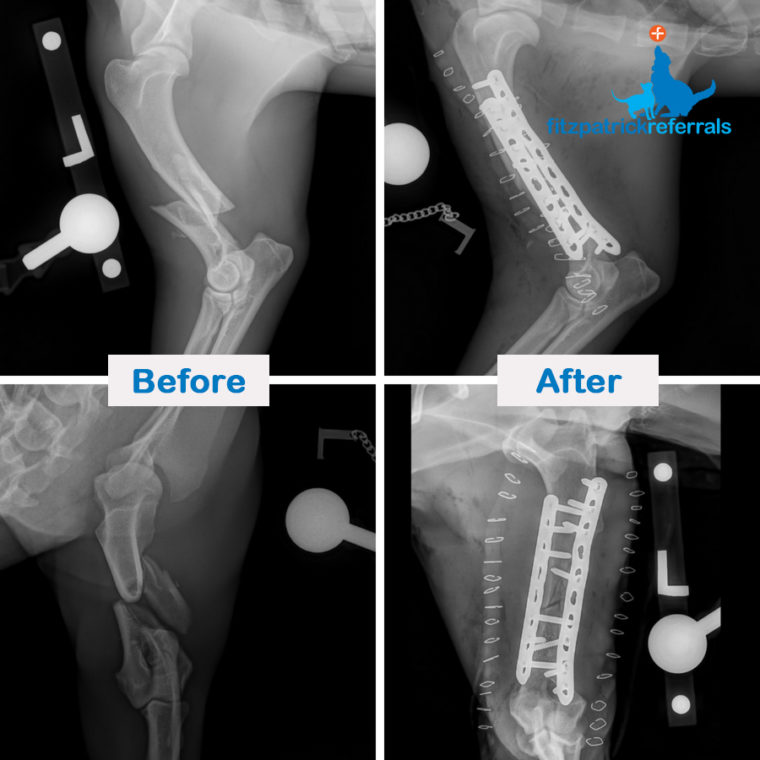 Before and after x-rays of a Spaniel's fractured left humerus