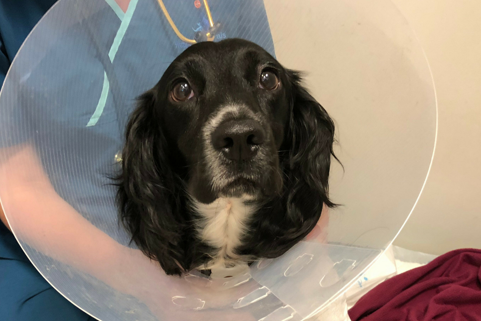 Spaniel patient recovering in the wards at Fitzpatrick Referrals Orthopaedics and Neurology practice.