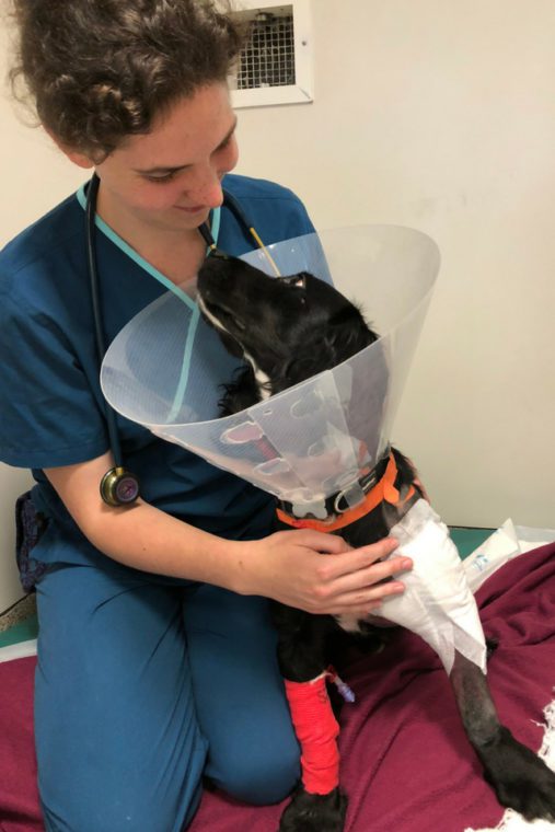 Spaniel patient recovering in the wards with veterinary nurse following surgery at Fitzpatrick Referrals Orthopaedics and Neurology practice.