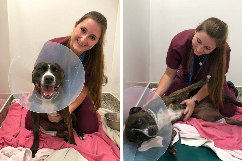 Dog recovering in ward after surgery for patellar luxation at Fitzpatrick Referrals Orthopaedics