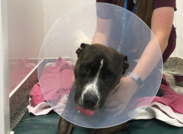 Dog recovering in ward following patellar luxation surgery at Fitzpatrick Referrals