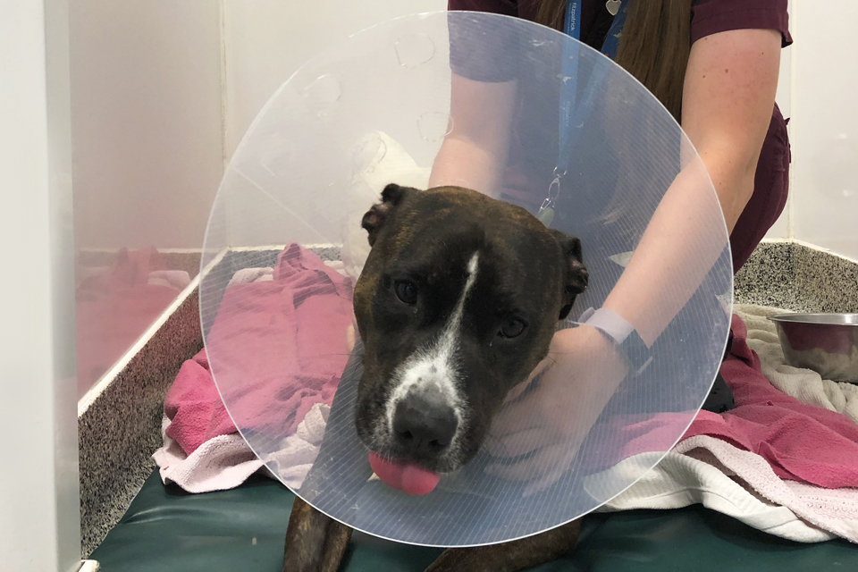 Dog recovering in ward following patellar luxation surgery at Fitzpatrick Referrals