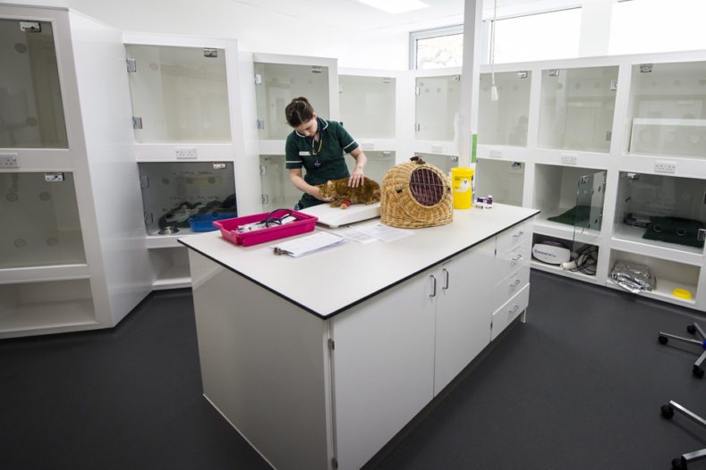 Cat ward at Fitzpatrick Referrals Oncology & Soft Tissue Cat ward at Fitzpatrick Referrals Oncology & Soft Tissue
