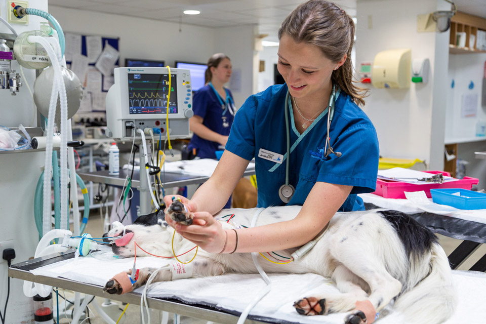 Fitzpatrick Referrals veterinary nurse caring for patient in the prep area