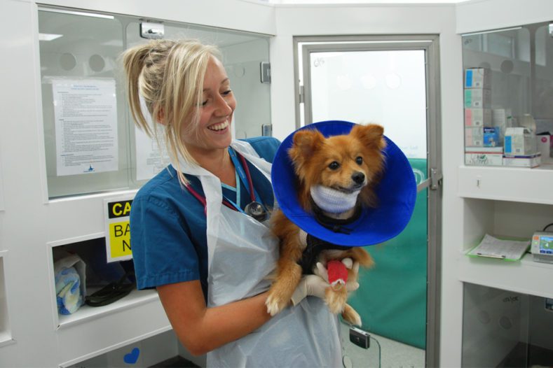 Dog recovering from a dog bite trauma injury at Fitzpatrick Referrals Oncology and Soft Tissue hospital
