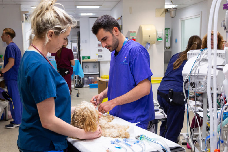 Intern (Duty Vet) in prep with patient at Fitzpatrick Referrals Orthopaedics and Neurology