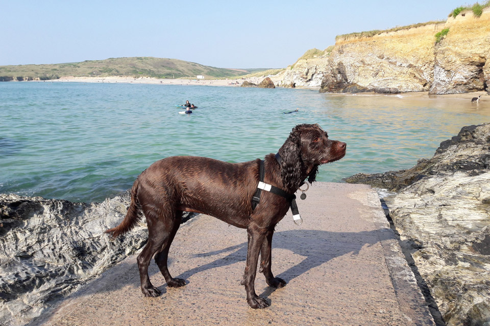 Shiver at a beach near St Ives, Cornwall, the day before her accident. Spaniel Labrador cross at the beach in St Ives