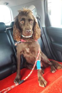 Shiver six weeks after her accident. Dog in car