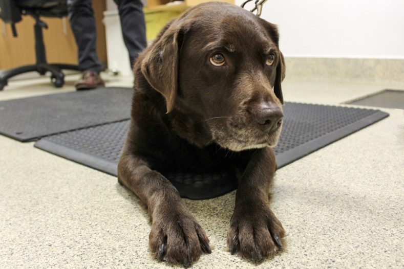 Chocolate Labrador patient at Fitzpatrick Referrals Osteoarthritis Clinic