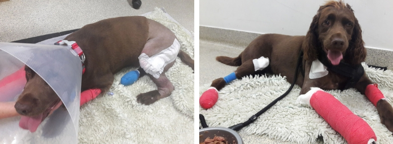 Shiver pictured three and five days after surgery at Fitzpatrick Referrals Orthopaedics and Neurology. Spaniel patient after fracture repair surgery at Fitzpatrick Referrals Orthopaedics and Neurology