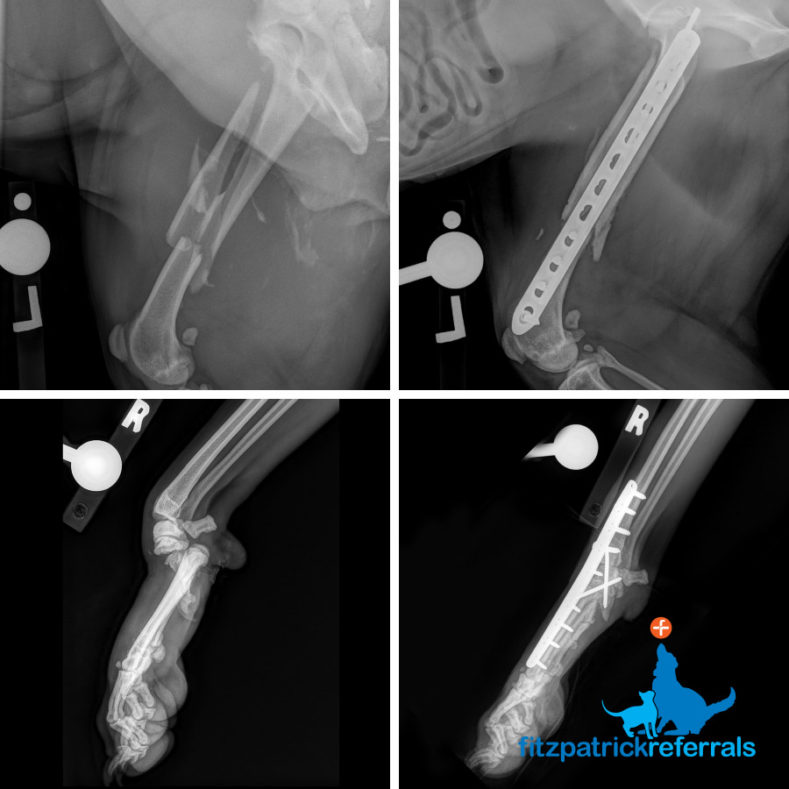 Before and after x-rays of femoral fracture and carpus luxation at Fitzpatrick Referrals Orthopaedics and Neurology