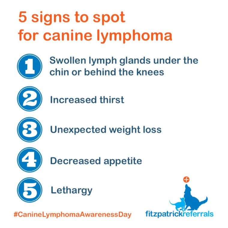 5 signs to spot for canine lymphoma: swollen lymph glands, increased thirst, unexpected weight loss, decreased appetite, lethargy