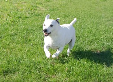 Jack Russell Terrier patient at Fitzpatrick Referrals for prostatic tumour treatment