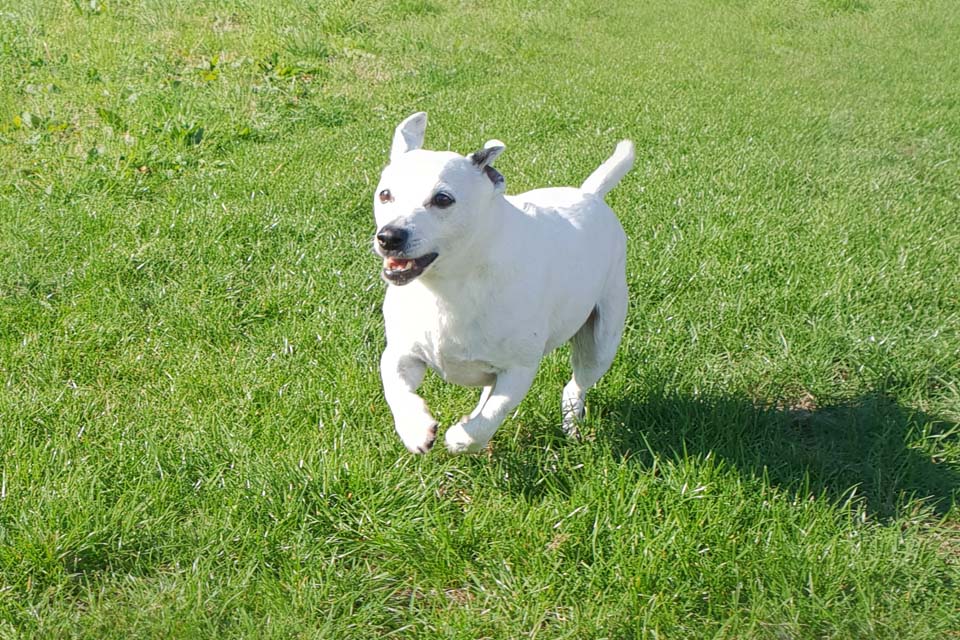 Jack Russell Terrier patient at Fitzpatrick Referrals for prostatic tumour treatment