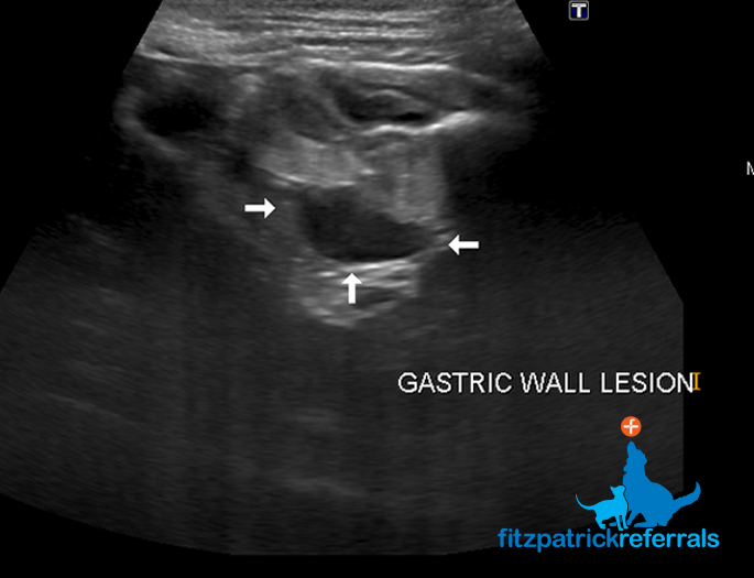 Ultrasound image of a cat with gastric wall lesion, consistent in appearance with lymphoma