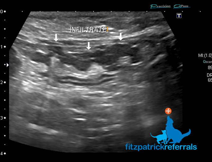 Ultrasound image of a cat showing infiltrate in the intestine resulting in a loss of wall layering