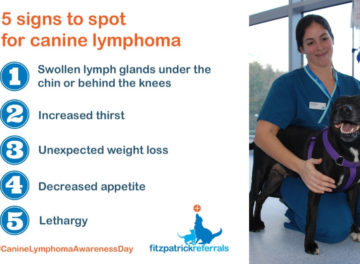 5 signs to spot canine lymphoma