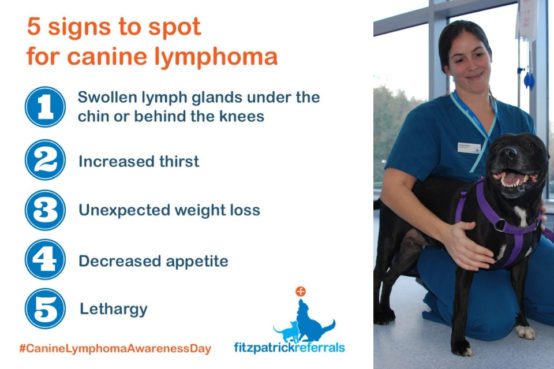 5 signs to spot canine lymphoma