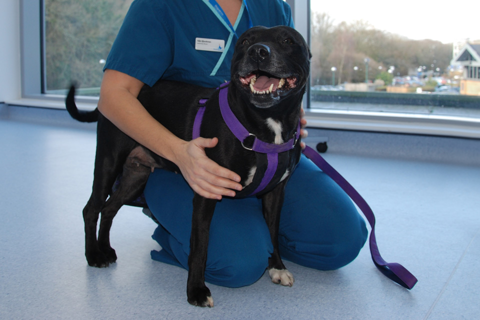 Canine lymphoma cancer patient at Fitzpatrick Referrals Oncology veterinary hospital