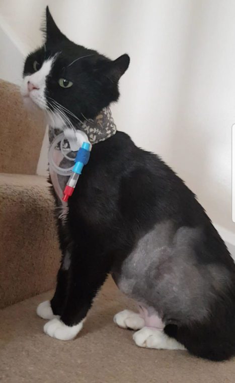 Morpheus recovering at home following surgery at Fitzpatrick Referrals Oncology and Soft Tissue. Cat recovering at home following surgery at Fitzpatrick Referrals