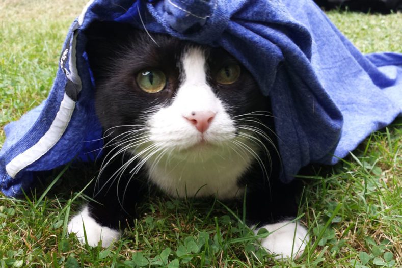 Cat in garden