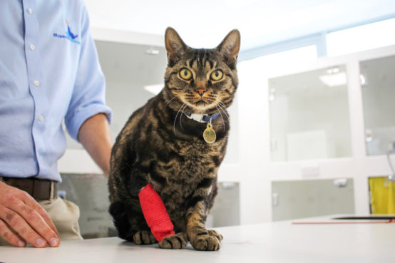 Feline patient being treated for lymphoma cancer at Fitzpatrick Referrals Oncology hospital
