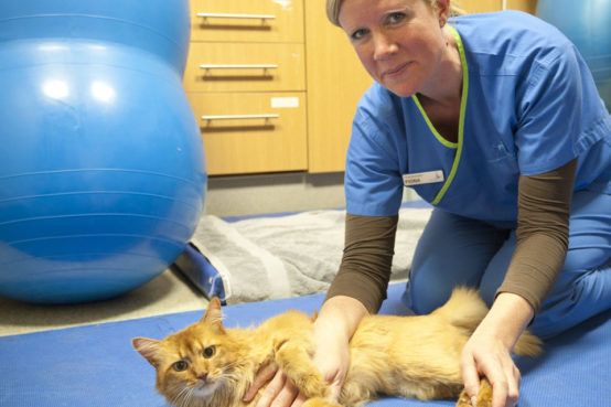 Physiotherapist Fiona Doubleday with feline patient