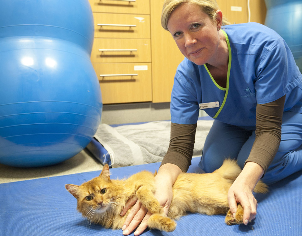 Physiotherapist Fiona Doubleday with feline patient