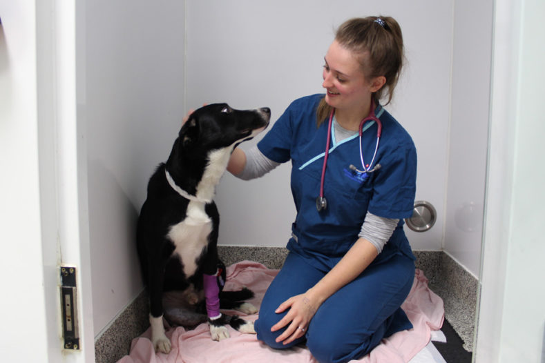 Registered Veterinary Nurse Gabby with total hip replacement patient Jimmy