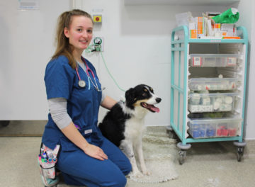 Registered Veterinary Nurse Gabby in prep with Border Collie patient Wall-e at Fitzpatrick Referrals