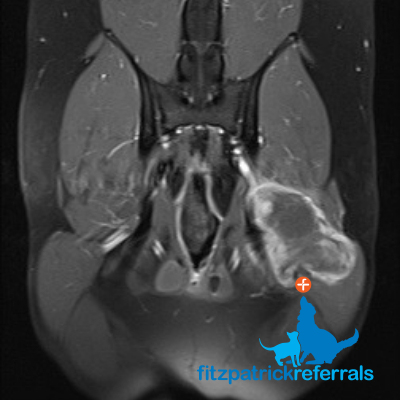 MRI scan showing a soft tissue mass the pelvis of a Labrador patient
